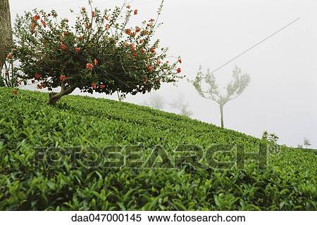 Tea plantation in mist, Darjeeling, India View Large Photo Image Stock Photography - Tea plantation in mist, Darjeeling, India. Fotosearch