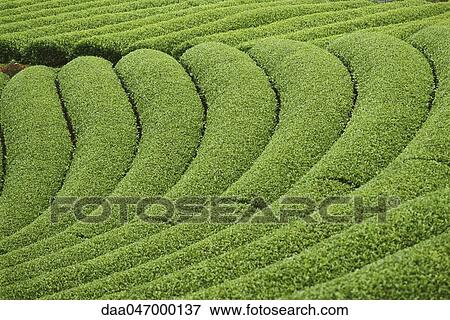 Tea plantation, Japan View Large Photo Image Stock Photo - Tea plantation, Japan. Fotosearch