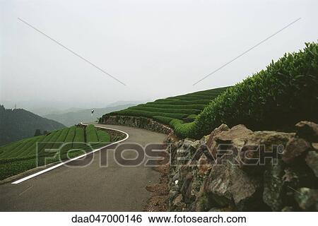Tea plantation, landscape, Japan View Large Photo Image Stock Photograph - Tea plantation, landscape, Japan. Fotosearch