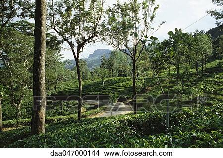 Tea plantation, mongoose crossing path in distance, Darjeeling, India View Large Photo Image Picture - Tea plantation, mongoose crossing path in distance, Darjeeling, India. Fotosearch