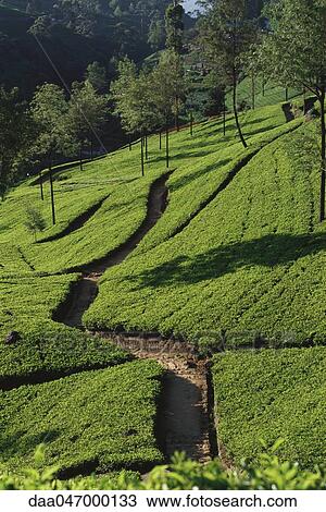 Stock Image - Tea plantation on hillside, Sri Lanka. Fotosearch