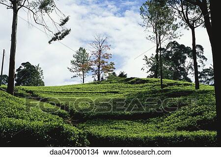 Picture - Tea plantation, Sri Lanka. Fotosearch