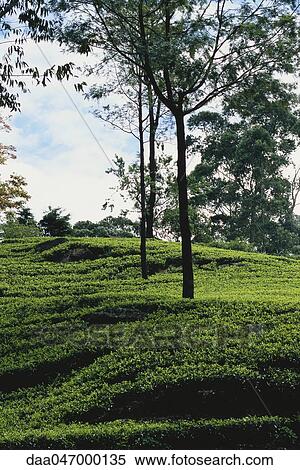 Tea plantation, Sri Lanka View Large Photo Image Stock Photography - Tea plantation, Sri Lanka. Fotosearch