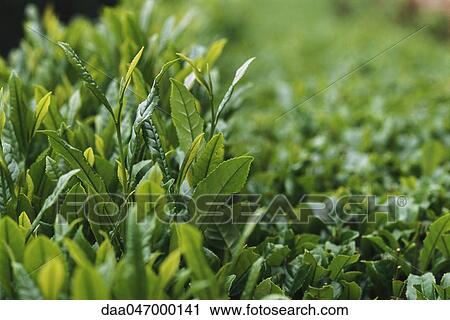 Tea plants, close-up View Large Photo Image Stock Image - Tea plants, close-up. Fotosearch
