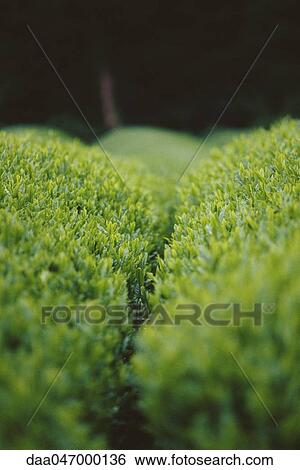 Stock Photograph - Tea plants, close-up. Fotosearch