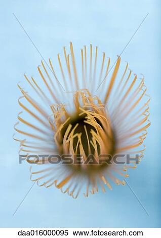 Tea whisk, high angle view View Large Photo Image Stock Photography - Tea whisk, high angle view. Fotosearch