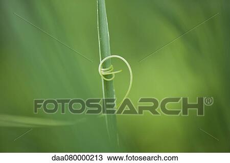 Tendril coiling around blade of grass View Large Photo Image Stock Image - Tendril coiling around blade of grass. Fotosearch