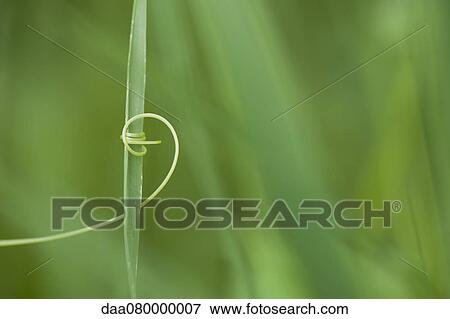 Tendril coiling around blade of grass View Large Photo Image Stock Photo - Tendril coiling around blade of grass. Fotosearch