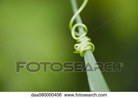 Tendril coiling around blade of grass View Large Photo Image Stock Photograph - Tendril coiling around blade of grass. Fotosearch