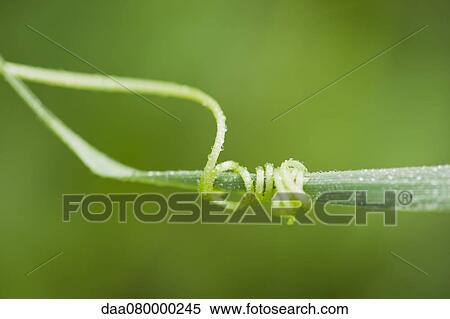 Tendril coiling around blade of grass View Large Photo Image Stock Photography - Tendril coiling around blade of grass. Fotosearch