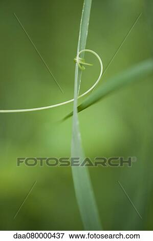 Tendril curling around blade of grass View Large Photo Image Stock Photo - Tendril curling around blade of grass. Fotosearch