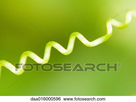 Tendril View Large Photo Image Stock Photograph - Tendril. Fotosearch
