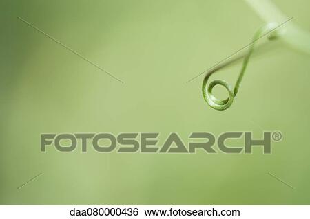 Tendril View Large Photo Image Stock Photograph - Tendril. Fotosearch