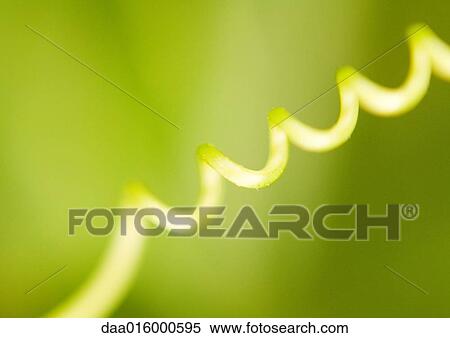 Tendril View Large Photo Image Stock Photography - Tendril. Fotosearch