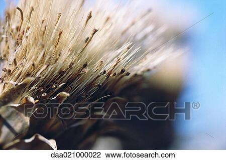 Stock Image - Thistle, close-up. Fotosearch