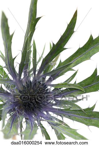Thistle flower, close-up View Large Photo Image Picture - Thistle flower, close-up. Fotosearch