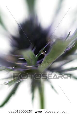 Stock Image - Thistle flower, close-up. Fotosearch