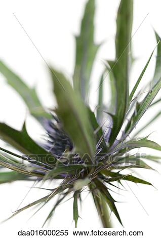Stock Photography - Thistle flower, close-up. Fotosearch