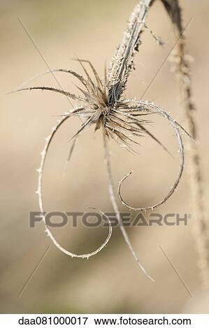 Thistle husk, close-up View Large Photo Image Stock Photo - Thistle husk, close-up. Fotosearch