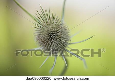 Thistle husk View Large Photo Image Stock Image - Thistle husk. Fotosearch