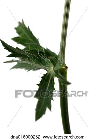 Thistle leaves, close-up View Large Photo Image Stock Image - Thistle leaves, close-up. Fotosearch
