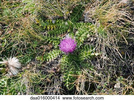 Thistle View Large Photo Image Picture - Thistle. Fotosearch
