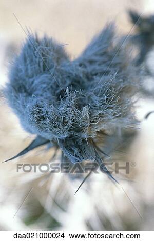 Thistle View Large Photo Image Picture - Thistle. Fotosearch