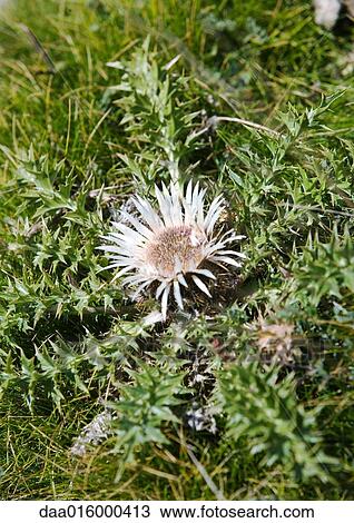 Thistle View Large Photo Image Stock Image - Thistle. Fotosearch