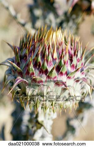 Thistle View Large Photo Image Stock Photo - Thistle. Fotosearch