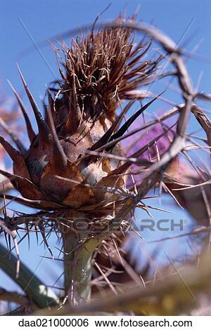 Thistle View Large Photo Image Stock Photograph - Thistle. Fotosearch