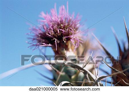 Thistle View Large Photo Image Stock Photography - Thistle. Fotosearch