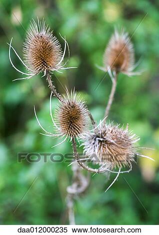 Thistles View Large Photo Image Stock Photography - Thistles. Fotosearch