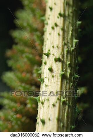 Thorns on plant stalk View Large Photo Image Stock Image - Thorns on plant stalk. Fotosearch