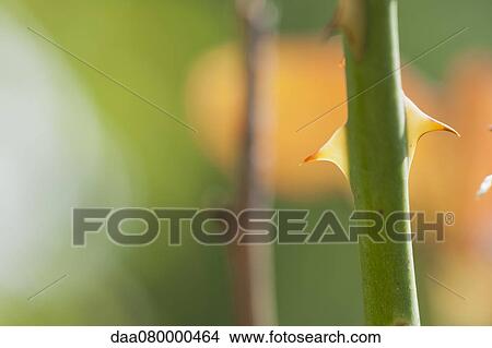 Thorns on rosebush stem, close-up View Large Photo Image Picture - Thorns on rosebush stem, close-up. Fotosearch