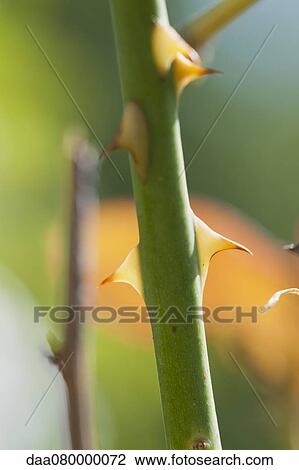 Stock Image - Thorns on rosebush stem, close-up. Fotosearch