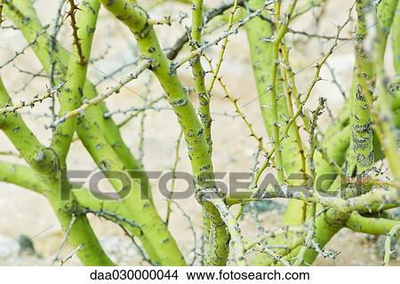 Thorny rose bush stems View Large Photo Image Picture - Thorny rose bush stems. Fotosearch