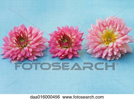 Three dahlia flowers View Large Photo Image Stock Photograph - Three dahlia flowers. Fotosearch