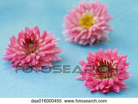 Three dahlia flowers View Large Photo Image Stock Photography - Three dahlia flowers. Fotosearch