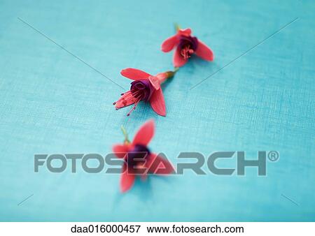 Three fuchsia blossoms View Large Photo Image Stock Photo - Three fuchsia blossoms. Fotosearch