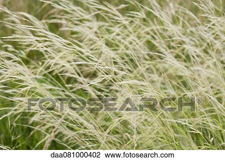 Timothy grass, full frame View Large Photo Image Stock Image - Timothy grass, full frame. Fotosearch