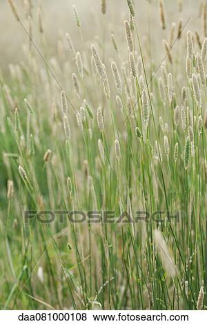 Stock Photo - Timothy grass, full frame. Fotosearch