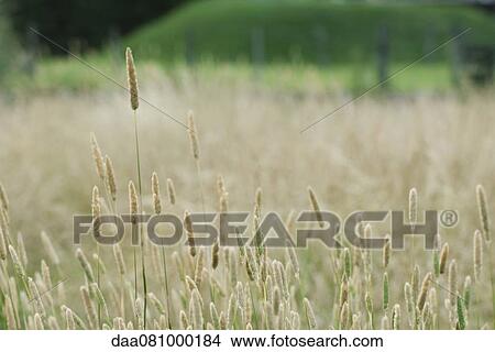 Timothy grass View Large Photo Image Picture - Timothy grass. Fotosearch