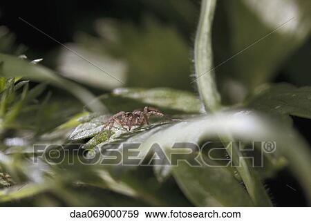 Stock Photo - Tiny spider on leaf, close-up. Fotosearch
