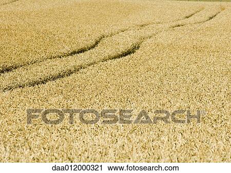 Stock Image - Tiretracks in wheatfield. Fotosearch