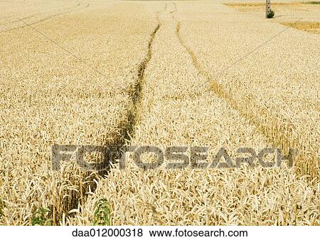 Stock Photo - Tiretracks in wheatfield. Fotosearch