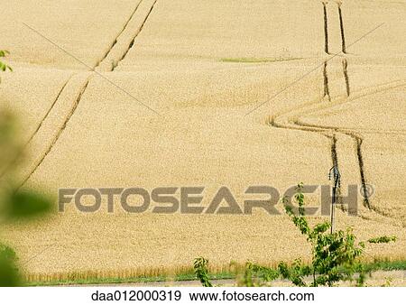 Tiretracks in wheatfield View Large Photo Image Stock Photo - Tiretracks in wheatfield. Fotosearch