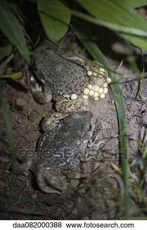 Stock Photo - Toad laying eggs. Fotosearch