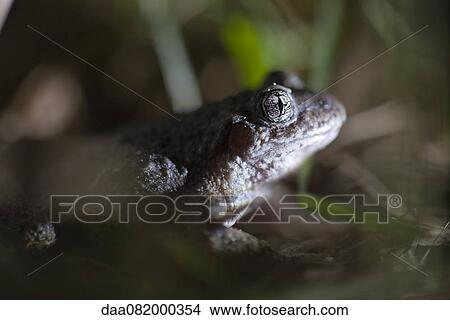 Toad View Large Photo Image Picture - Toad. Fotosearch