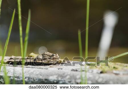 Stock Photography - Toad resting on leaf. Fotosearch