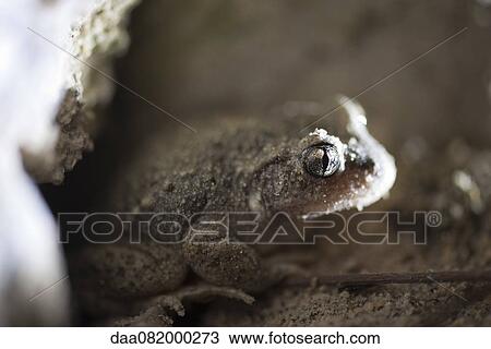 Toad View Large Photo Image Stock Image - Toad. Fotosearch